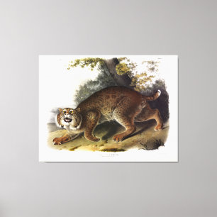 Amerikanska Vild katt (Bobcat) Audubon Canvastryck