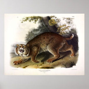 Amerikanska Vild katt (Bobcat) Audubon Poster