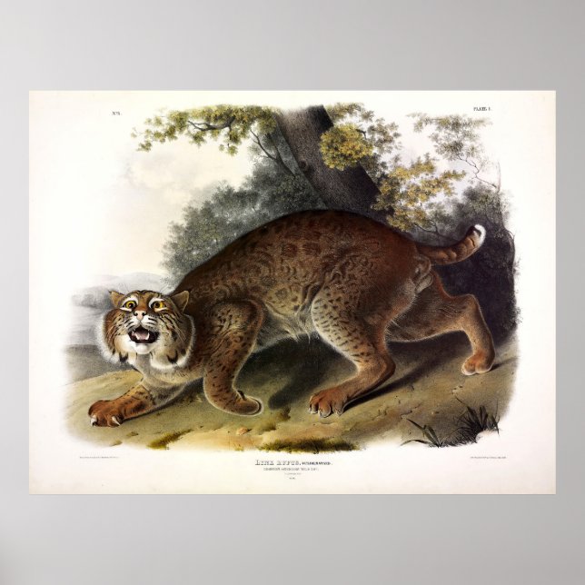 Amerikanska Vild katt (Bobcat) Audubon Poster (Framsidan)