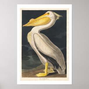 Amerikanska vita pelican av Audubon Poster