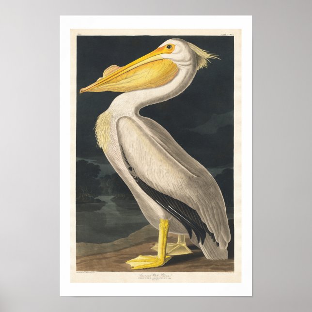 Amerikanska vita pelican av Audubon Poster (Framsidan)