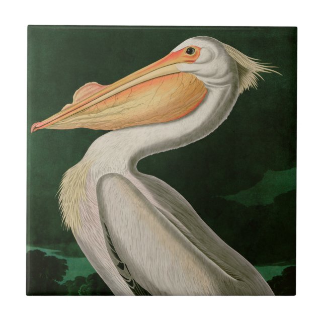 Amerikanska vita Pelican Birds of America Audubon Kakelplatta (Framsidan)