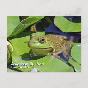 Amerikanska vykort för bullfrog