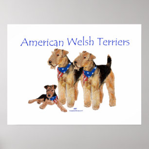 Amerikanska Welsh Terriers Poster