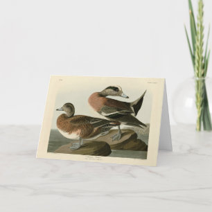 Amerikanska Widgeon från Audubon's Birds of Americ Kort