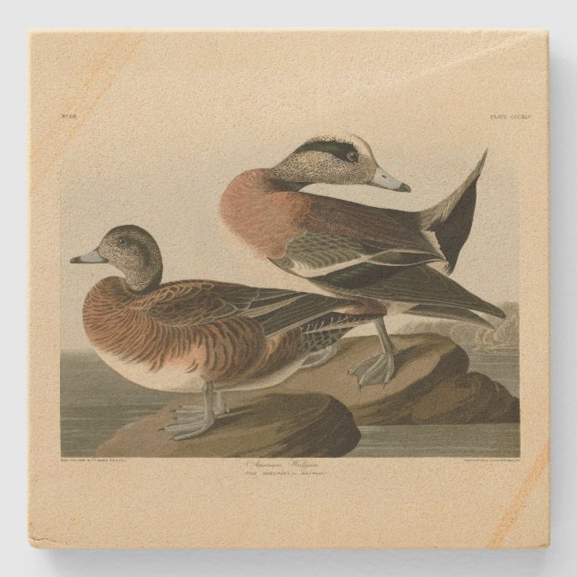 Amerikanska Widgeon från Audubon's Birds of Americ Stenunderlägg (Framsidan)