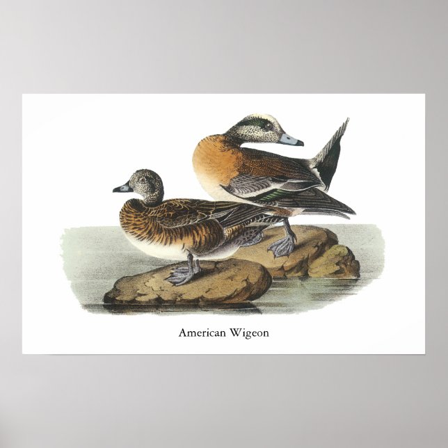 Amerikanska Wigeon, John Audubon Poster (Framsidan)