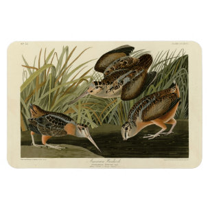 Amerikanska Woodcock från Audubon's Birds of Ameri Magnet