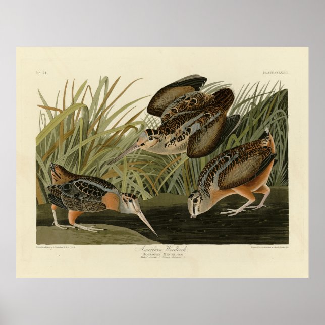 Amerikanska Woodcock från Audubon's Birds of Ameri Poster (Framsidan)