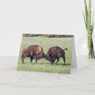 Amerikanskt Bison-mappat gratulationskort Kort