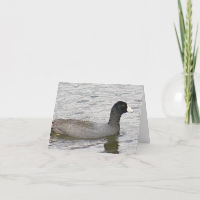 Amerikanskt Coot Photo Folant Note Card Anteckningskort (Framsida)