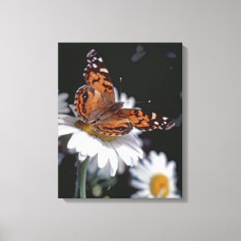 Amerikanskt målat Dam-fjäril på Daisy Canvas