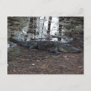Amerikanskt vykort för Alligator