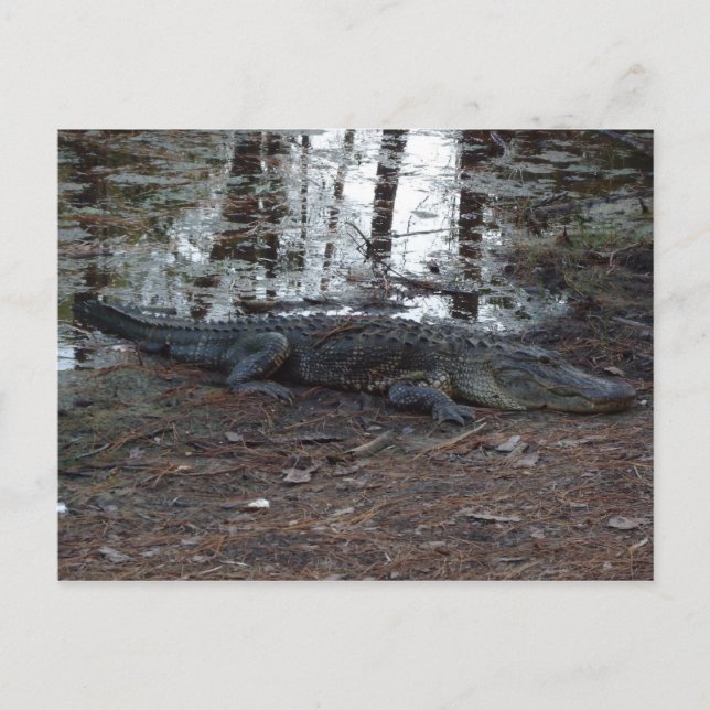 Amerikanskt vykort för Alligator (Framsida)