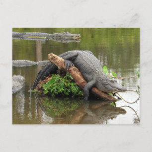 Amerikanskt vykort för Alligator