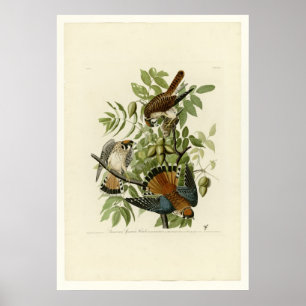 AmerikanSparrowhök Poster