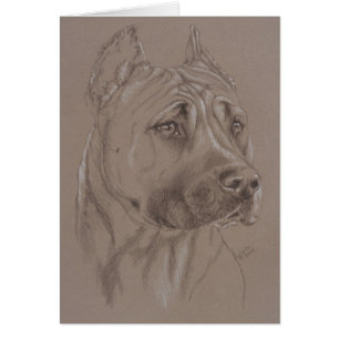 AmerikanStaffordshire Terrier OBS Kort