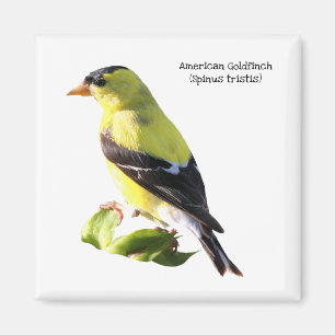 Amerikansteglits Magnet