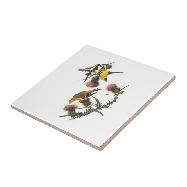 Amerikansteglits vid Audubon Kakelplatta (Sidan)