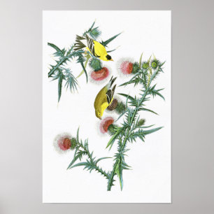AmerikansteglitsJohn Audubon fåglar av Amerika Poster
