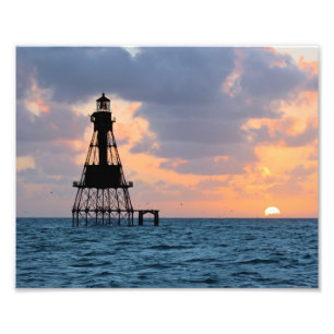 Amerikanstimfyr, Florida satängfoto Fototryck