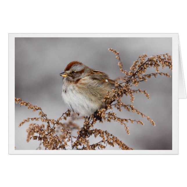 AmerikanträdSparrow Hälsningskort (Framsidan Horizontal)