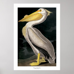 Amerikanvitpelikan av John James Audubon Poster