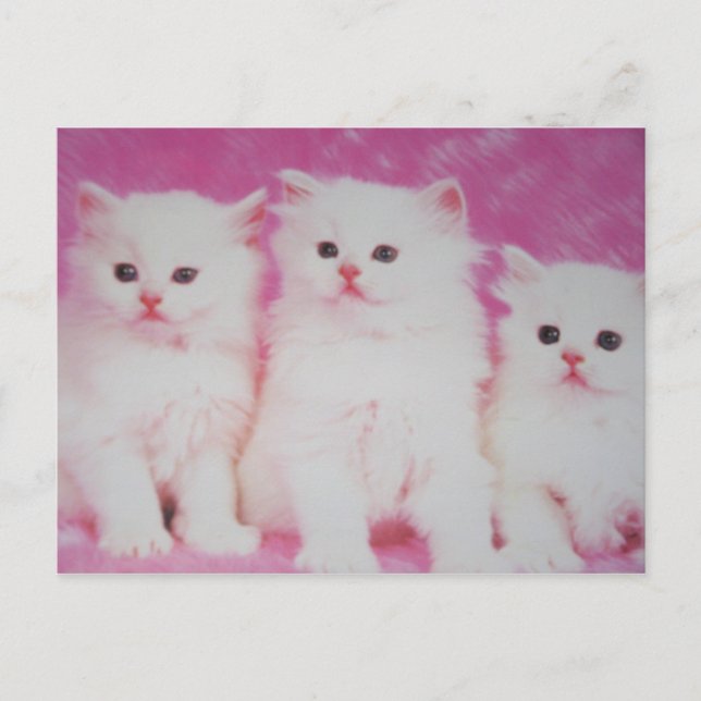 Amerikas Next Toop-modeller Vykort (Framsida)