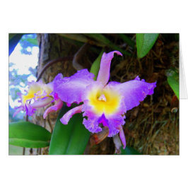 Amethyst Cattleya Orchids Card Hälsningskort