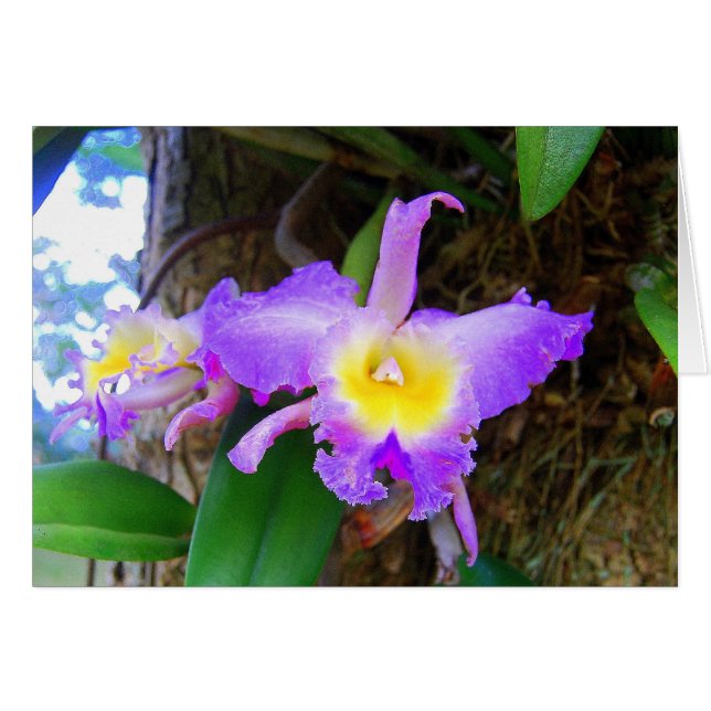Amethyst Cattleya Orchids Card Hälsningskort (Framsidan Horizontal)