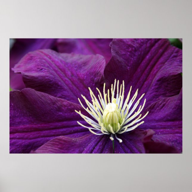 Amethyst Clematis Poster (Framsidan)