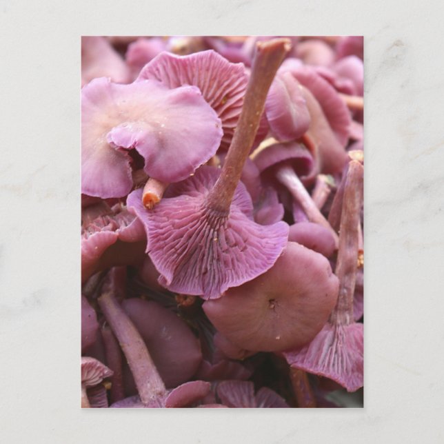 Amethyst Deceiver Vykort (Framsida)