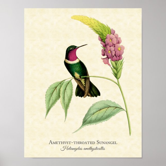 Ametyst Throme Hummingbird Art Print Poster (Framsidan)
