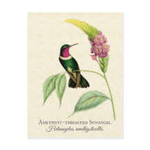 Ametyst Throme Hummingbird Art