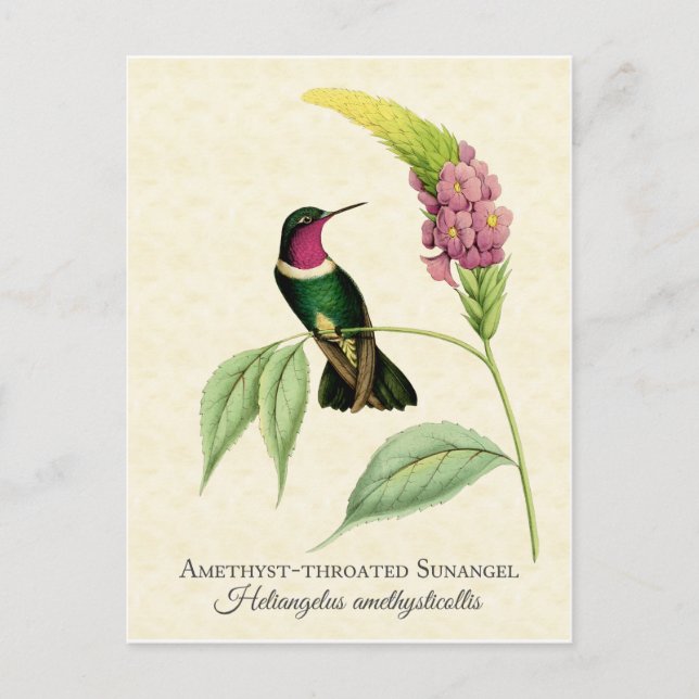 Ametyst Throme Hummingbird Art Vykort (Framsida)