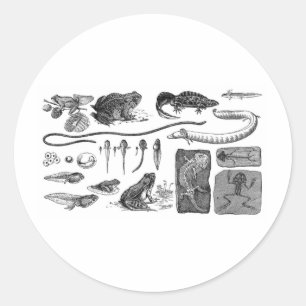Amfibisk evolution runt klistermärke