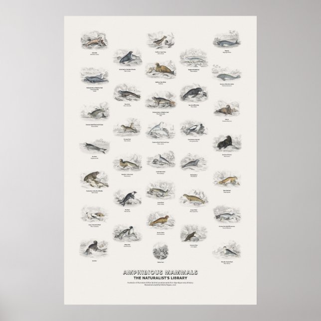 Amfibiska däggdjur - Naturalistens bibliotek Poster (Framsidan)