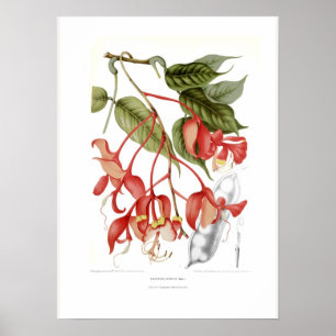 Amherstia nobilis poster
