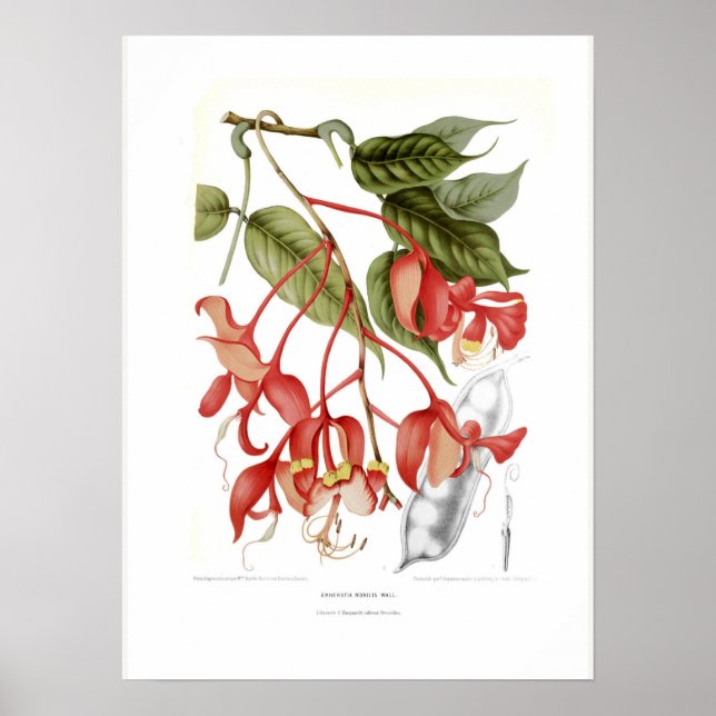 Amherstia nobilis poster (Framsidan)