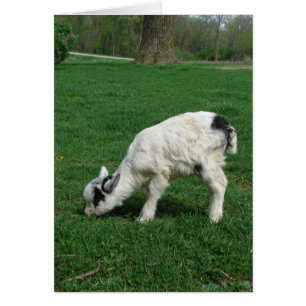 Amiga the Goat Hälsningskort