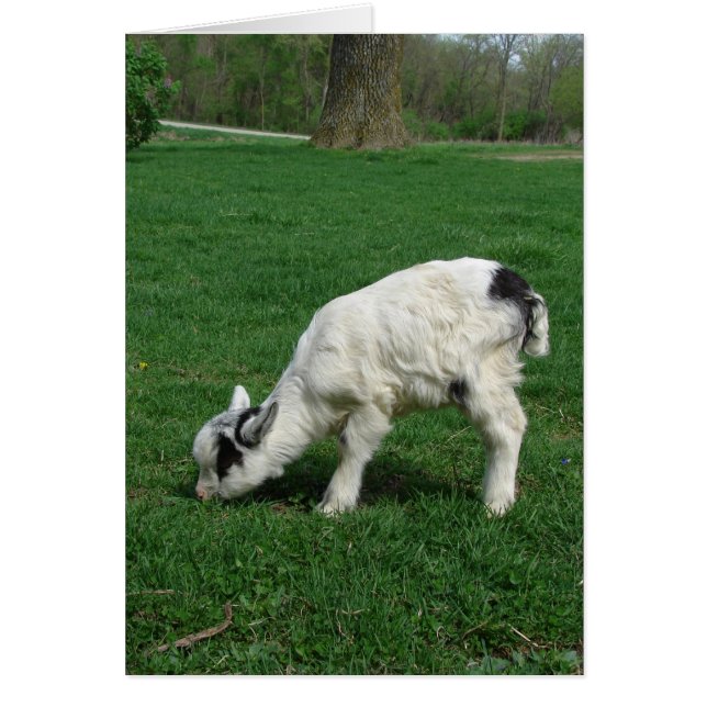 Amiga the Goat Hälsningskort (Framsidan)