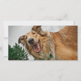 Amiga the Smiling Collie