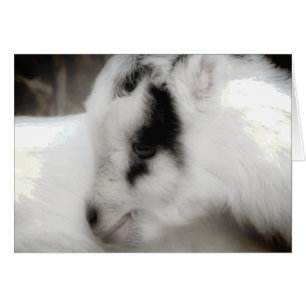 Amigo Goat Kid Black and White Hälsningskort