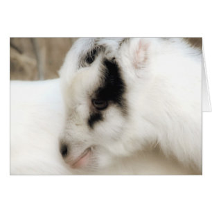 Amigo Goat Kid Tillfällen Greeting Card Hälsningskort