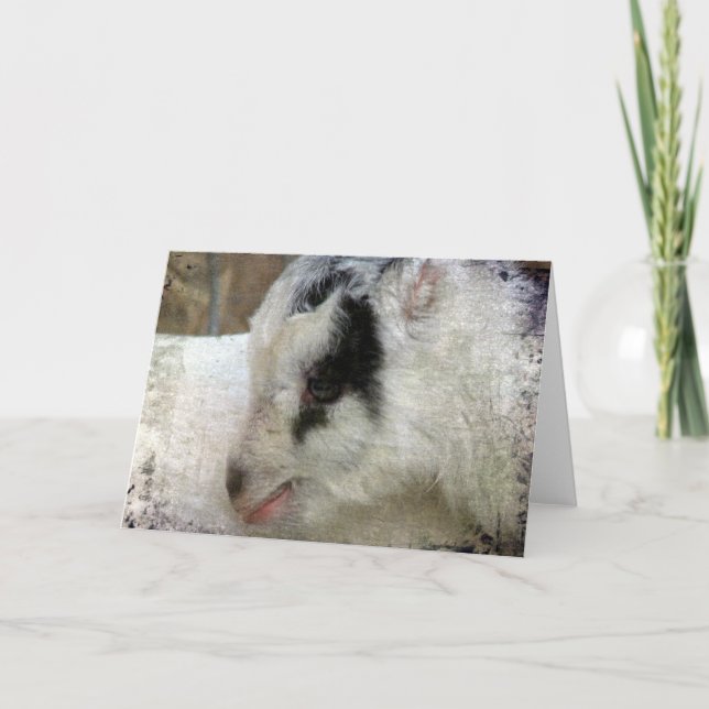 Amigo Kort (Framsida)