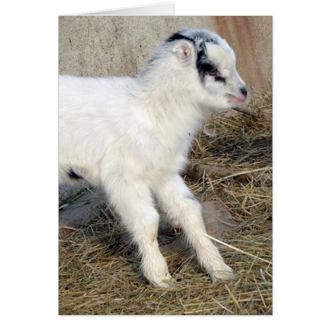 Amigo, La Mancha Kid Hälsningskort (Framsidan)