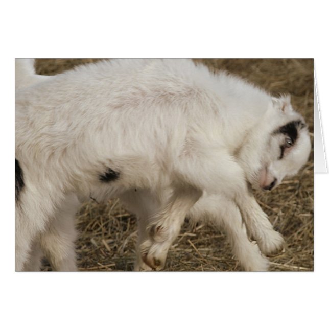 Amigo Plays Hälsningskort (Framsidan Horizontal)