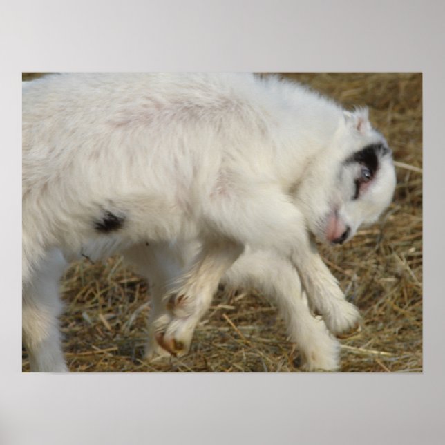 Amigo Plays Poster (Framsidan)