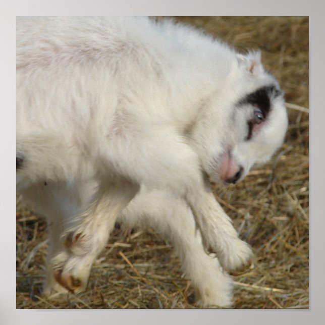 Amigo Plays Poster (Framsidan)