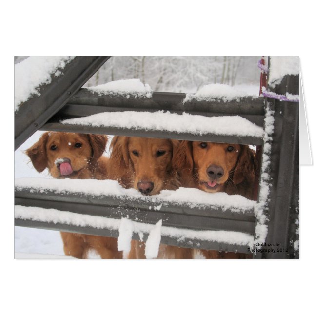 Amigos tre OBS kort (Framsidan Horizontal)